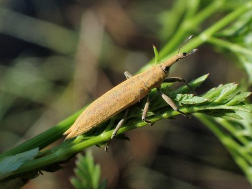 Réf. 344 046 : Lixus paraplecticus